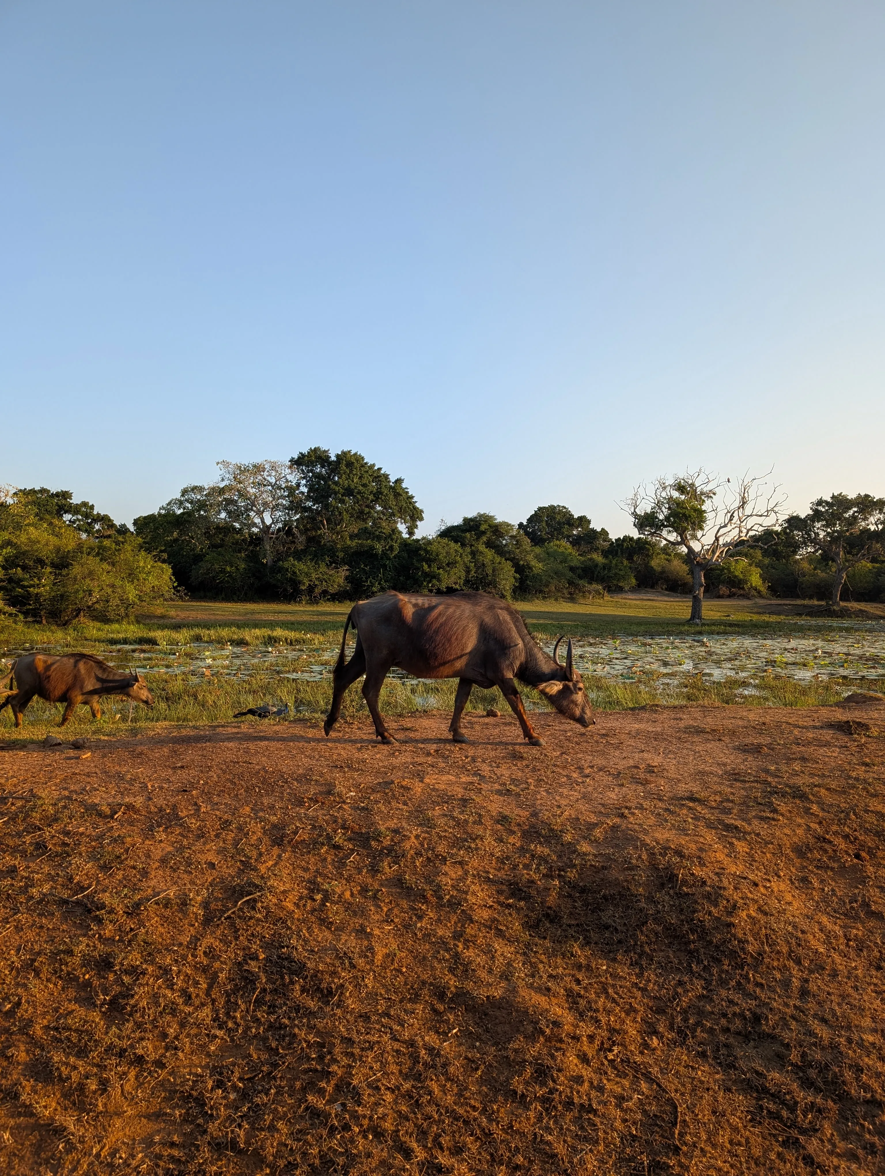Buffalo