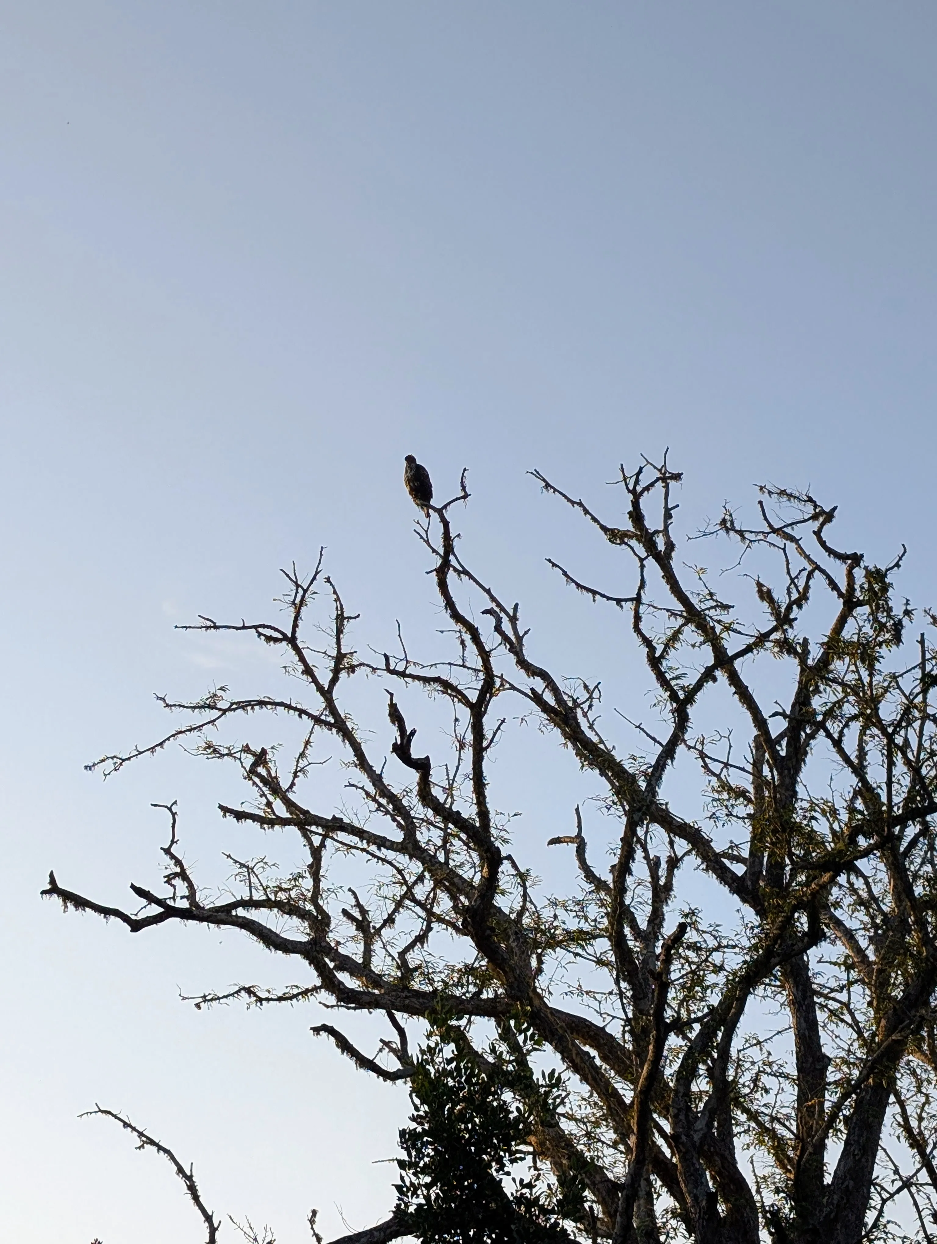 Eagle
