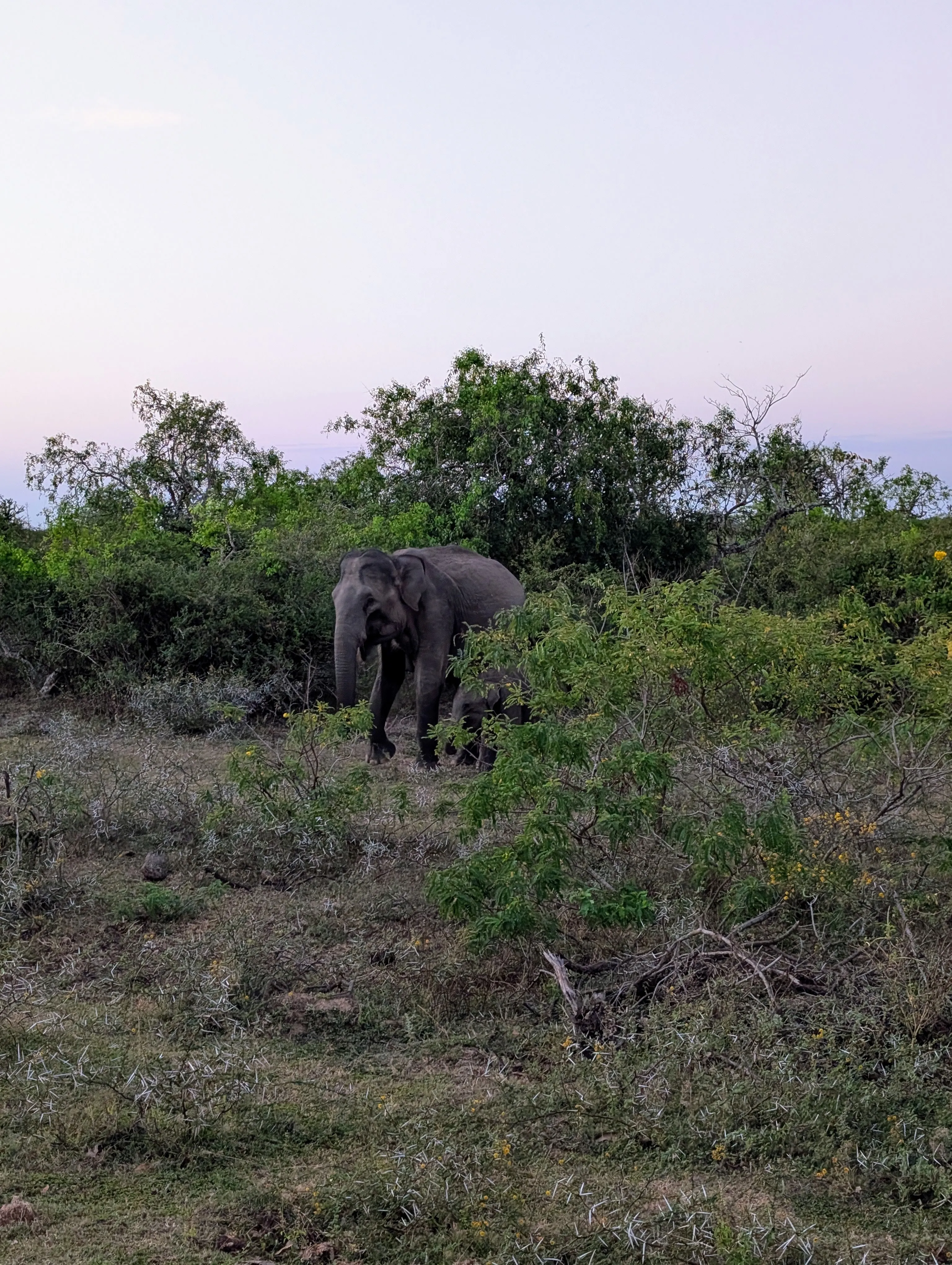 Elephant