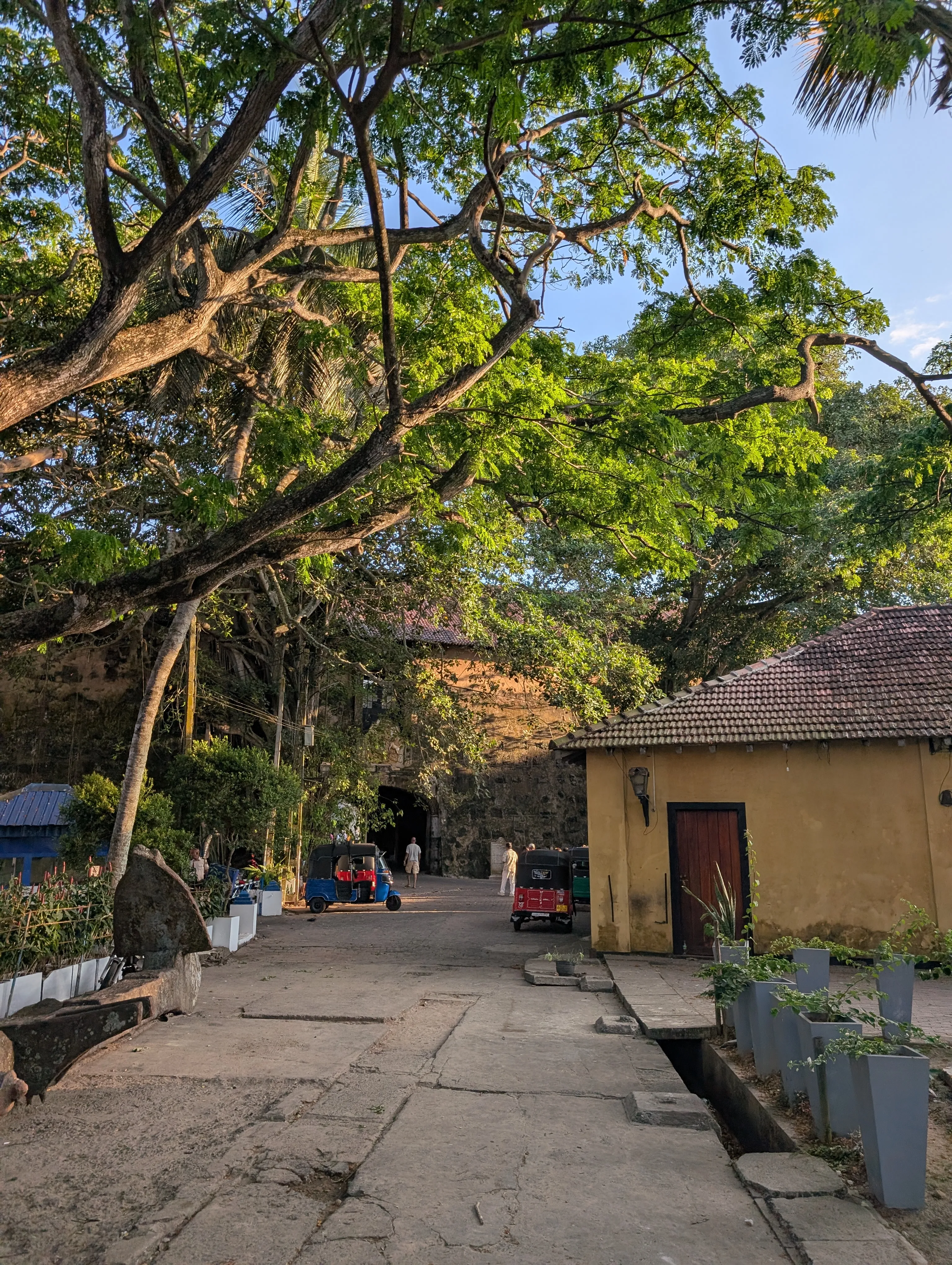 Galle tree
