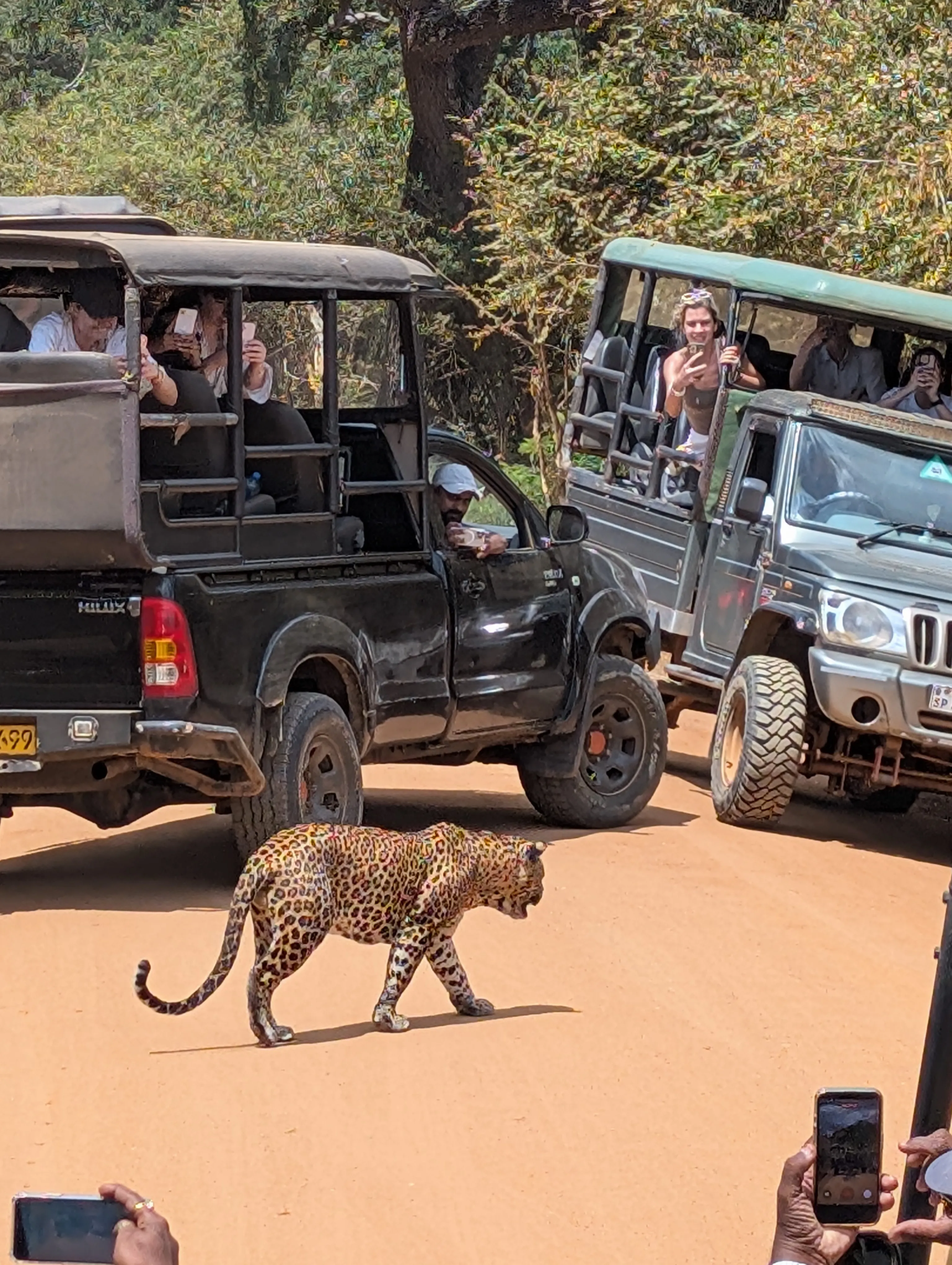 Leopard