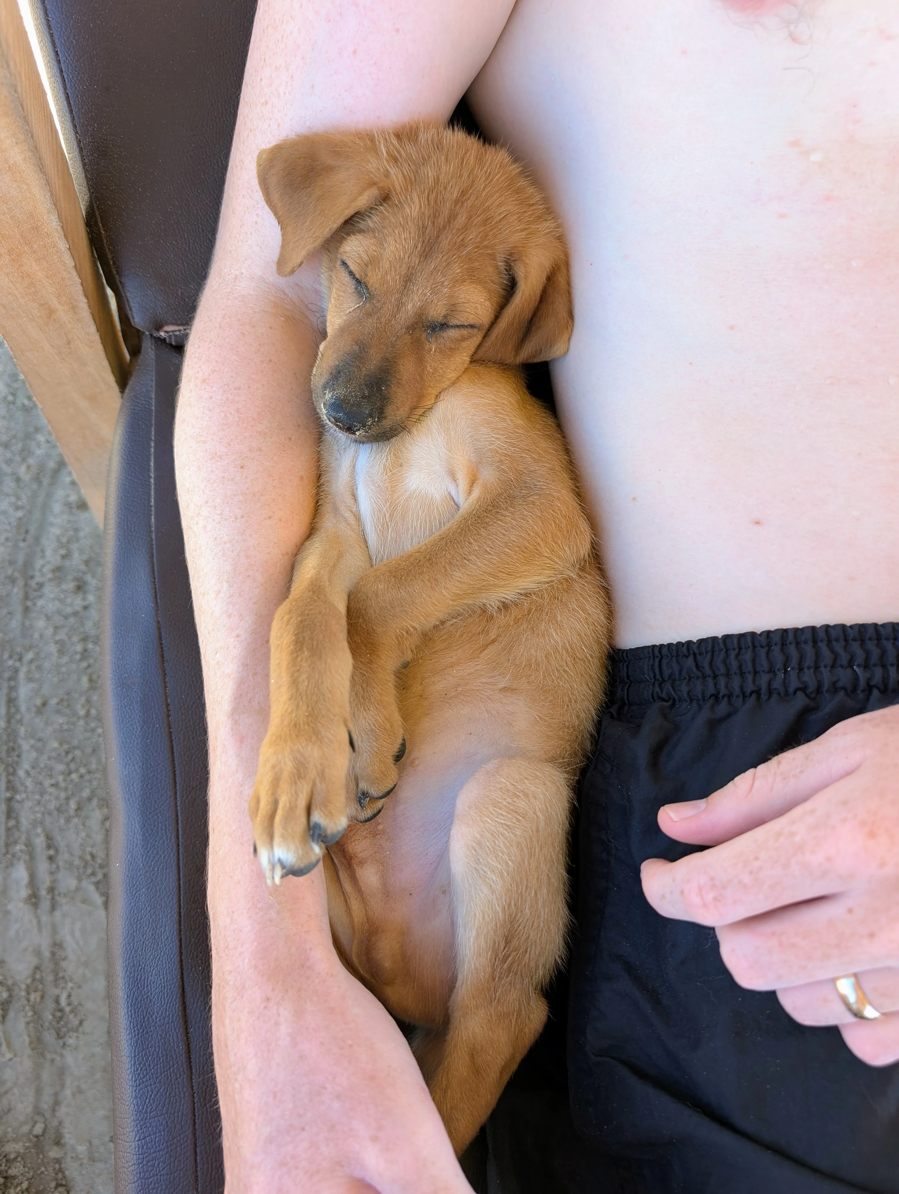 Joey asleep