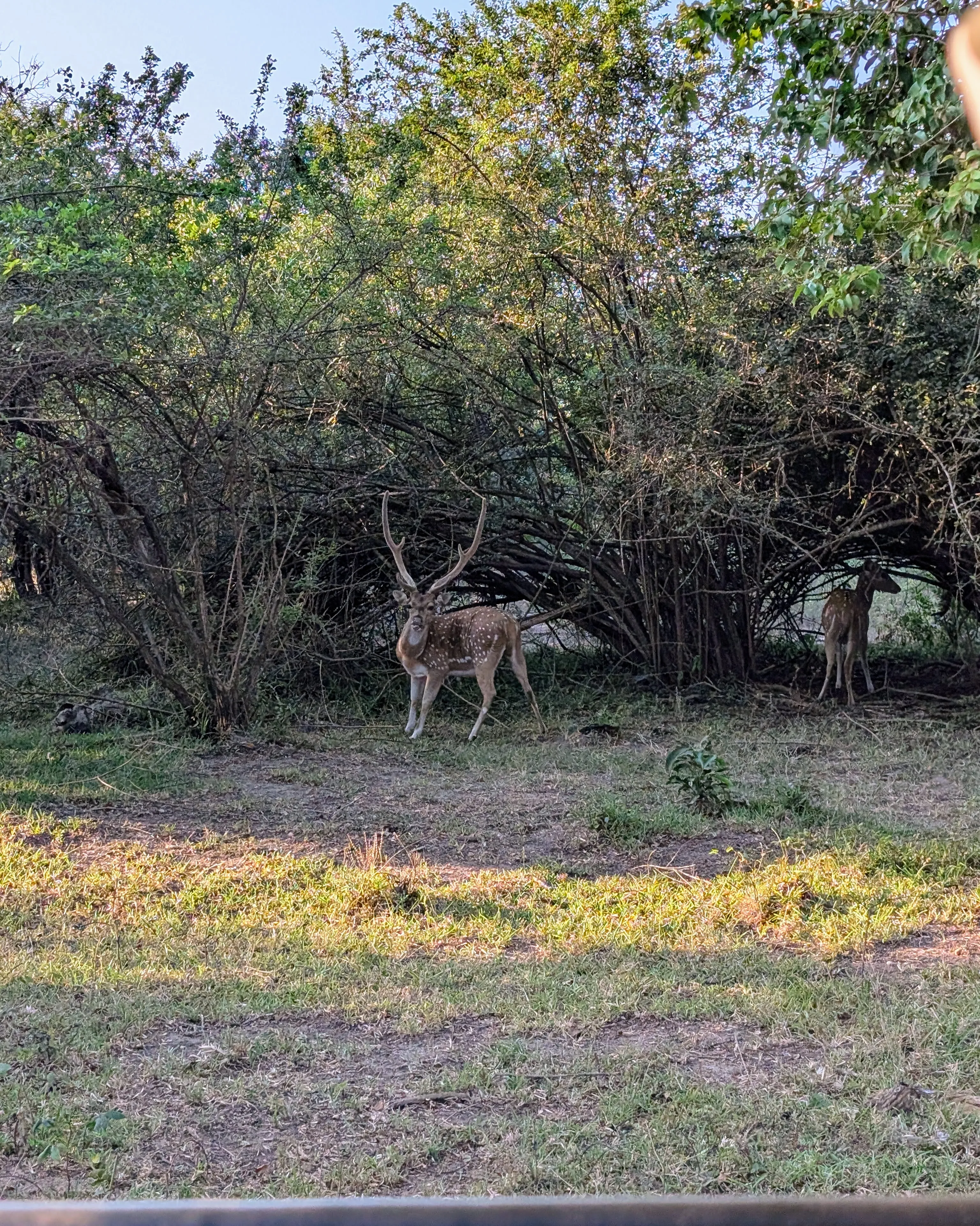 Deer